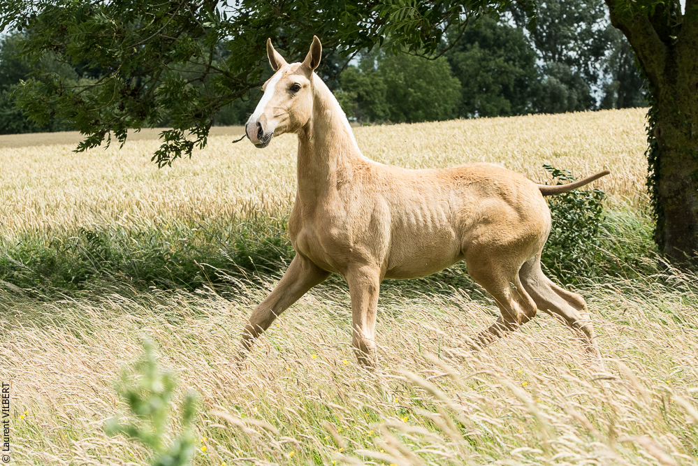 do Luar 20200705-0181