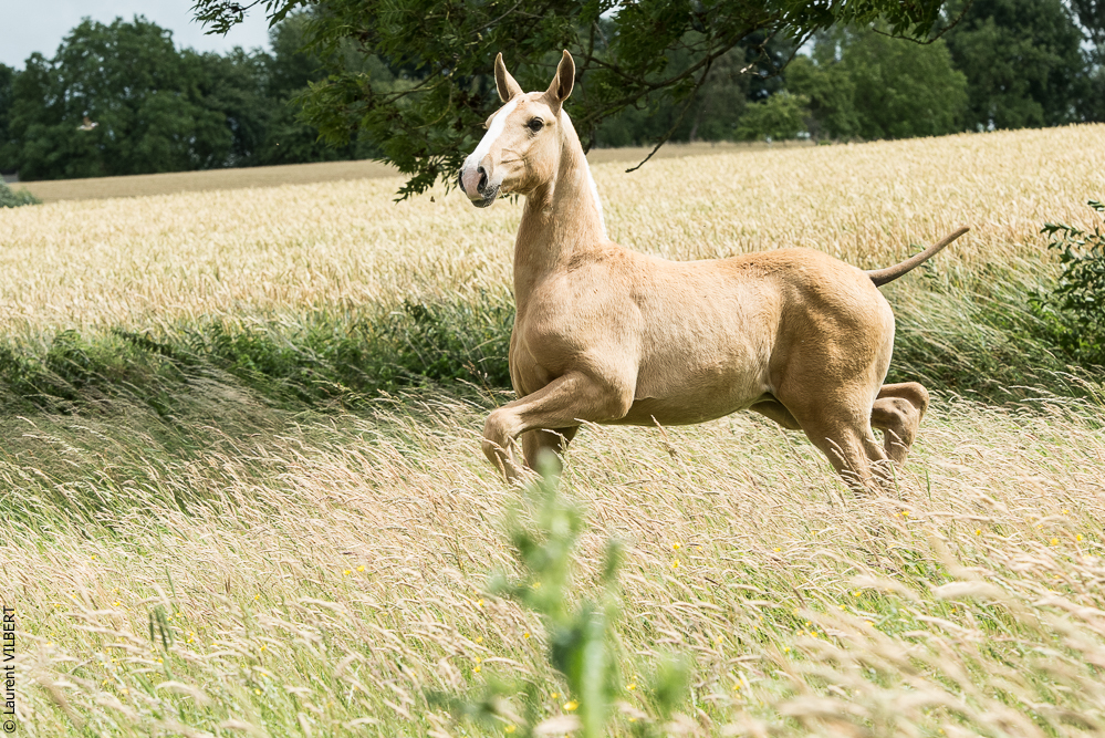 do Luar 20200705-0182