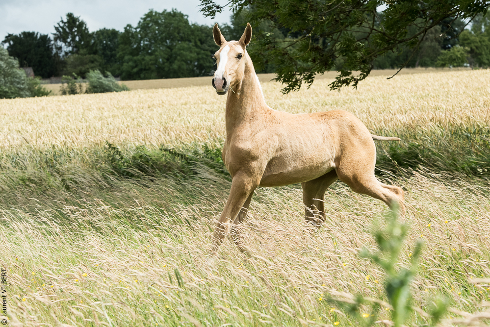do Luar 20200705-0183