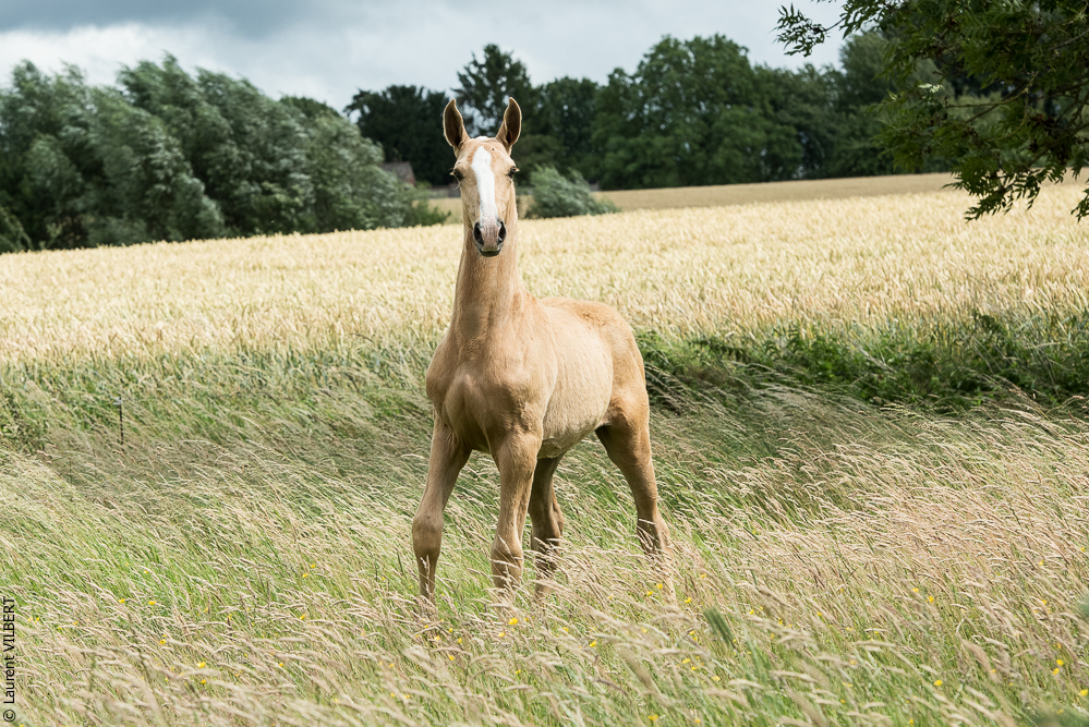 do Luar 20200705-0186