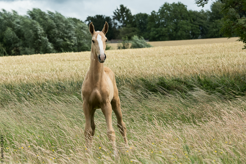 do Luar 20200705-0188