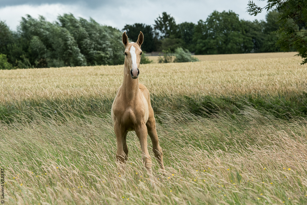 do Luar 20200705-0189