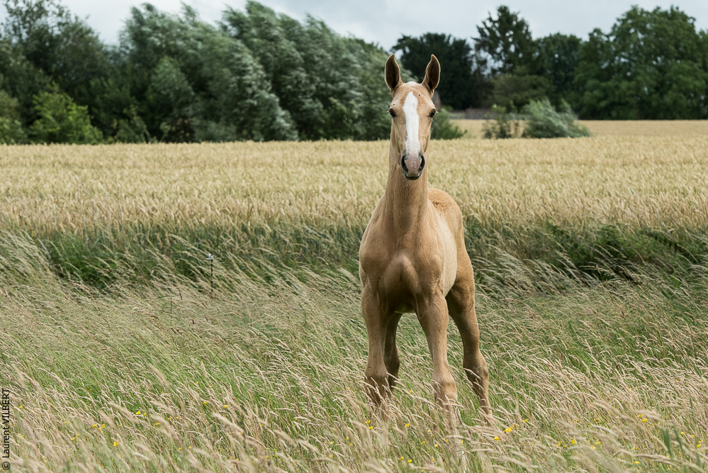 do Luar 20200705-0191