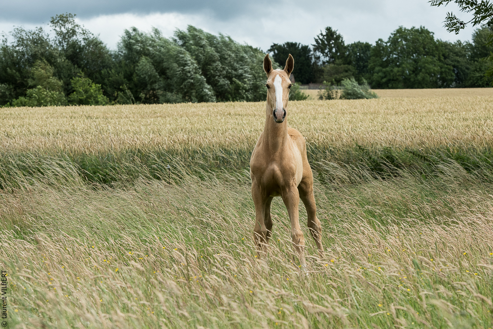 do Luar 20200705-0192