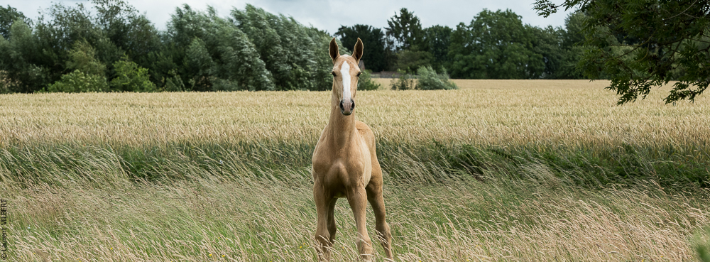 do Luar 20200705-0193