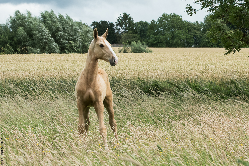 do Luar 20200705-0195