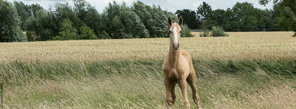 do Luar 20200705-0198