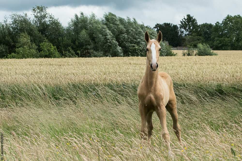 do Luar 20200705-0199