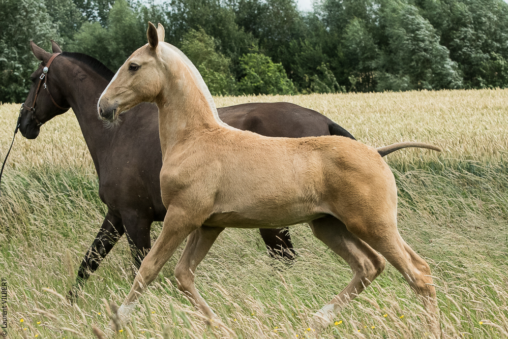 do Luar 20200705-0204