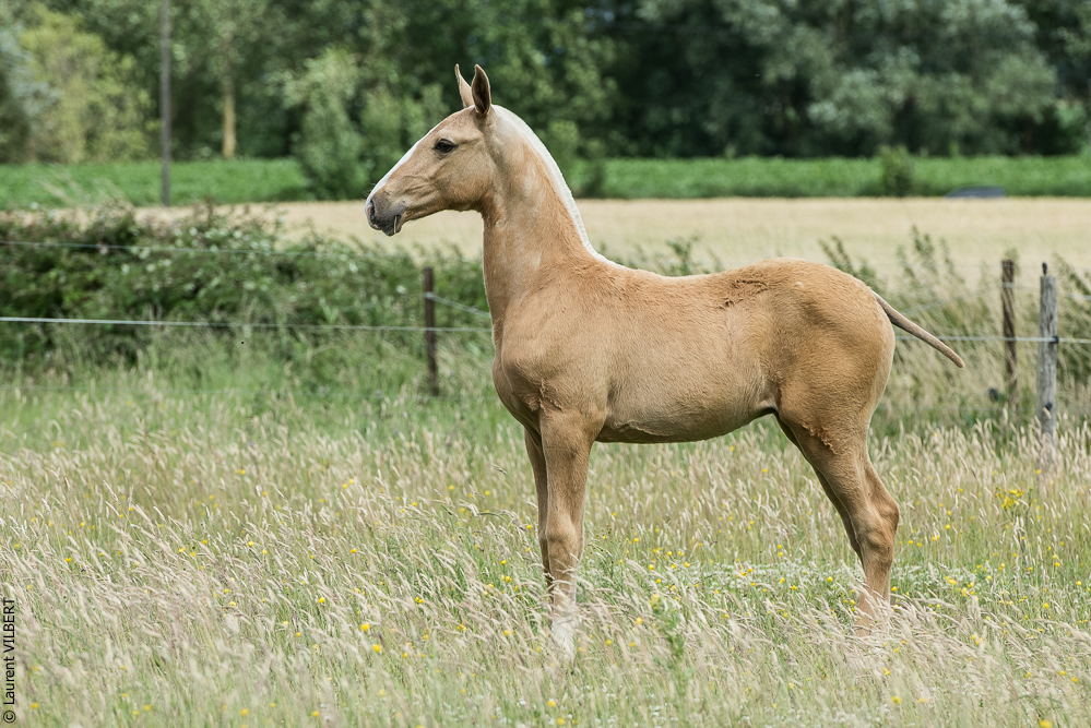 do Luar 20200705-0210