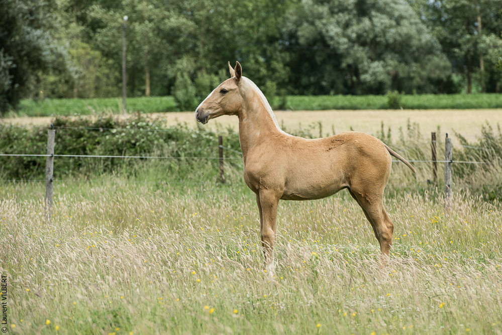 do Luar 20200705-0211