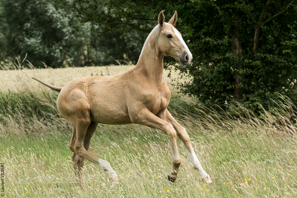 do Luar 20200705-0219
