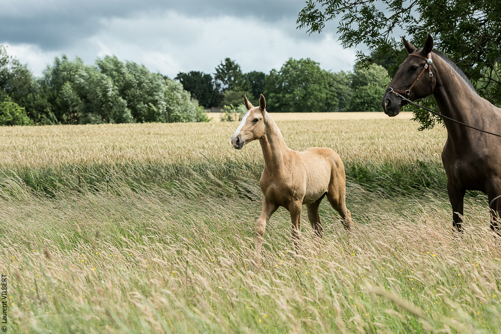 do Luar 20200705-0228