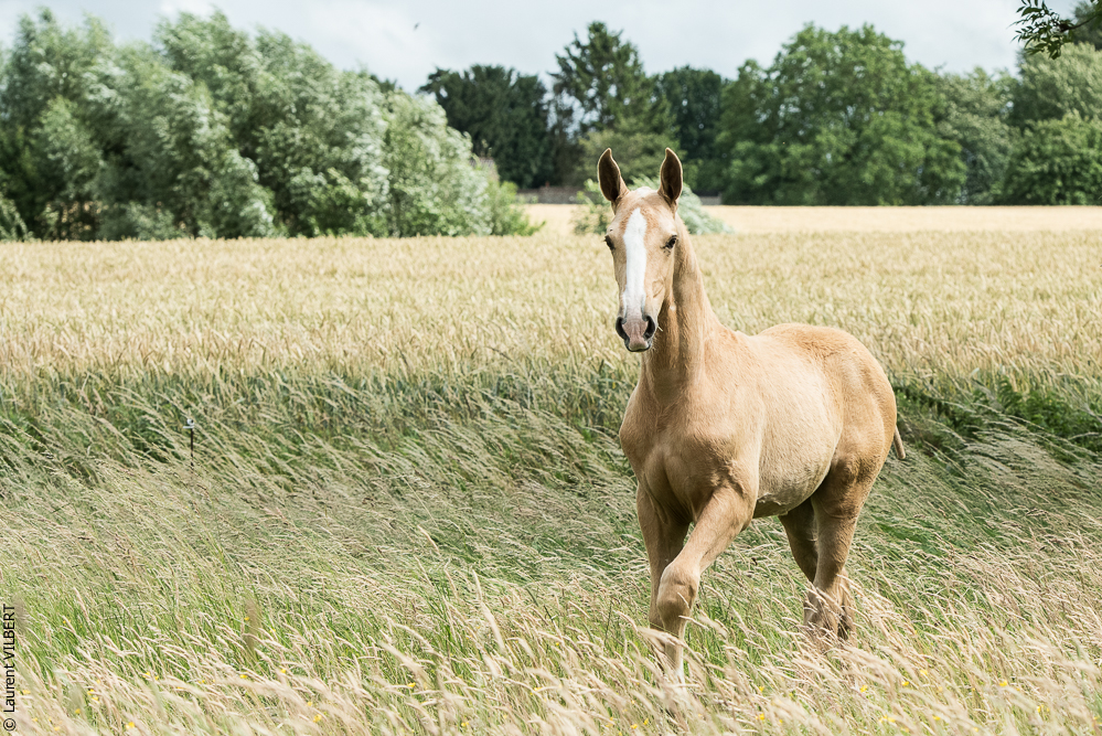 do Luar 20200705-0230