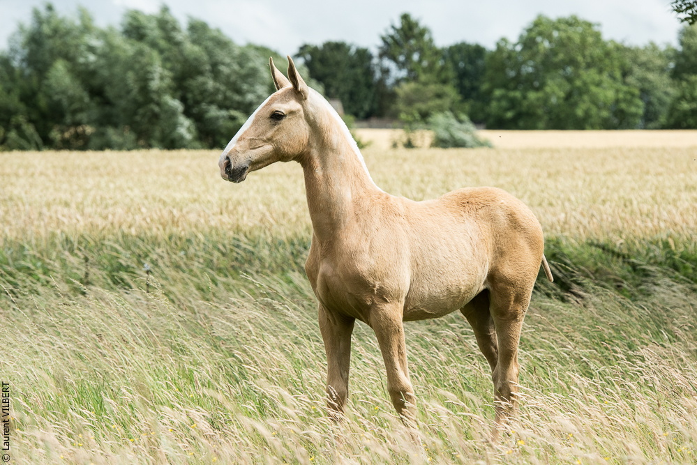 do Luar 20200705-0231