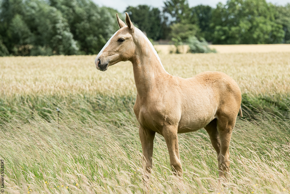 do Luar 20200705-0232
