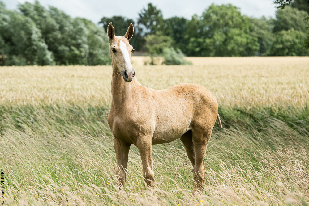do Luar 20200705-0233