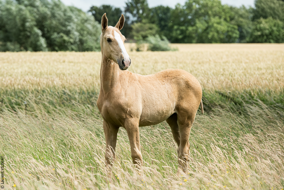do Luar 20200705-0234
