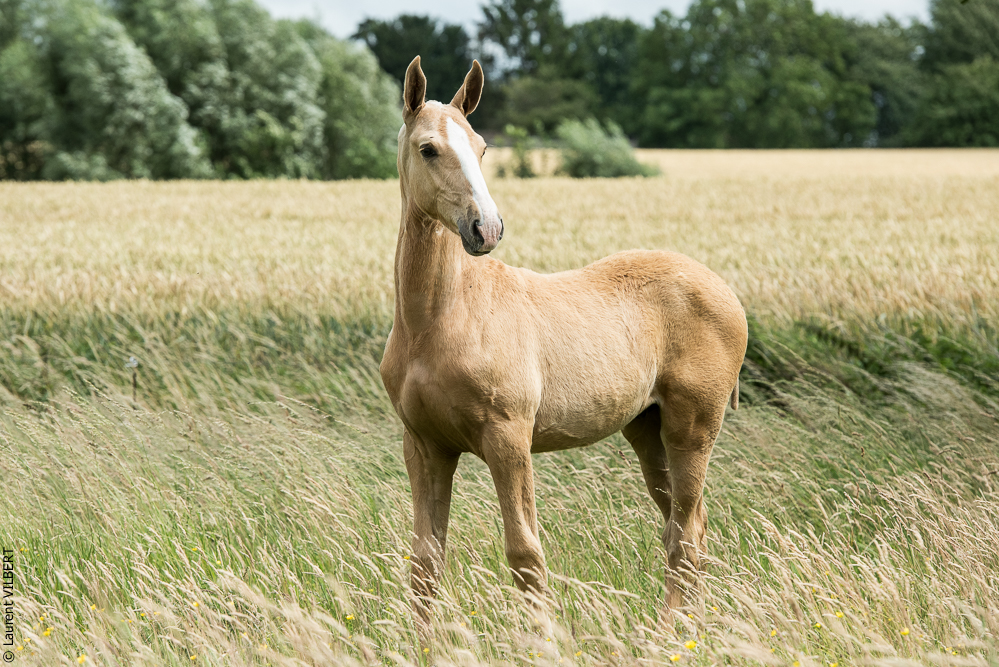 do Luar 20200705-0238