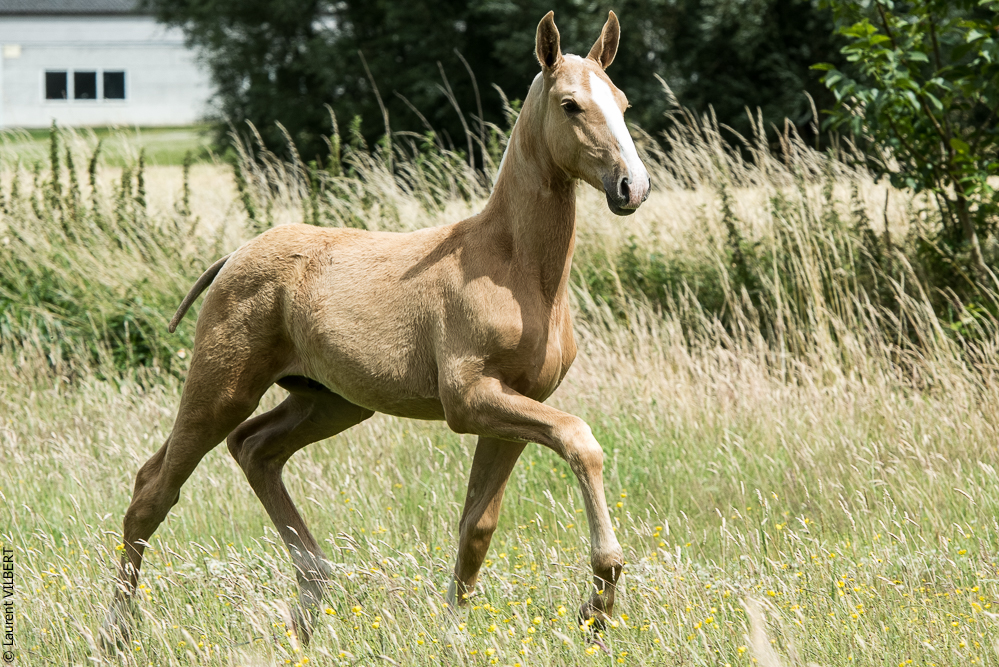do Luar 20200705-0246