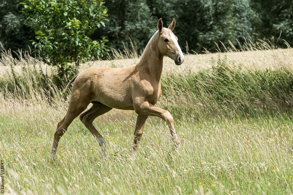 do Luar 20200705-0247