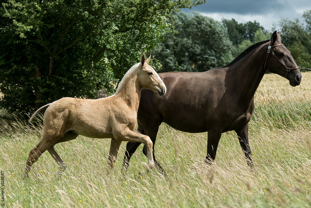 do Luar 20200705-0249