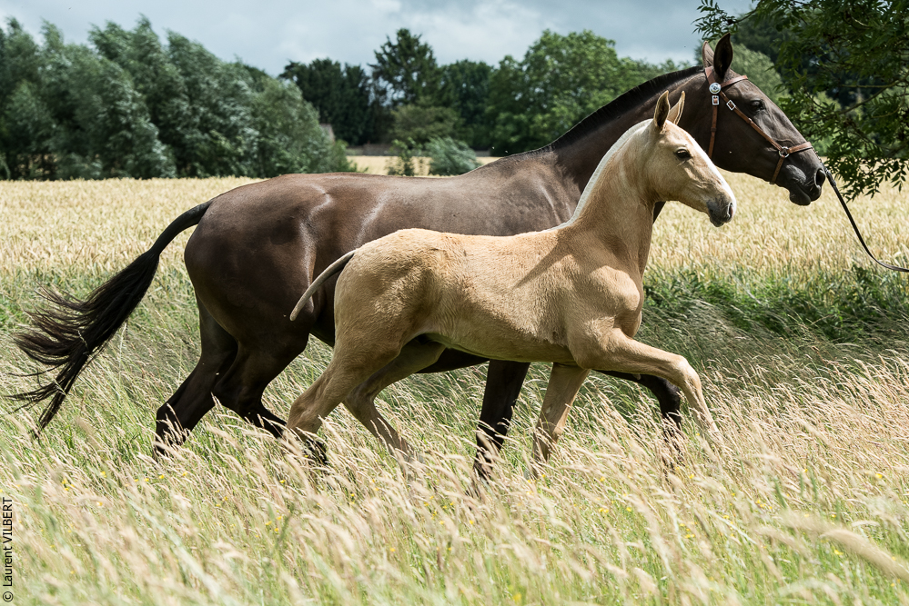 do Luar 20200705-0251