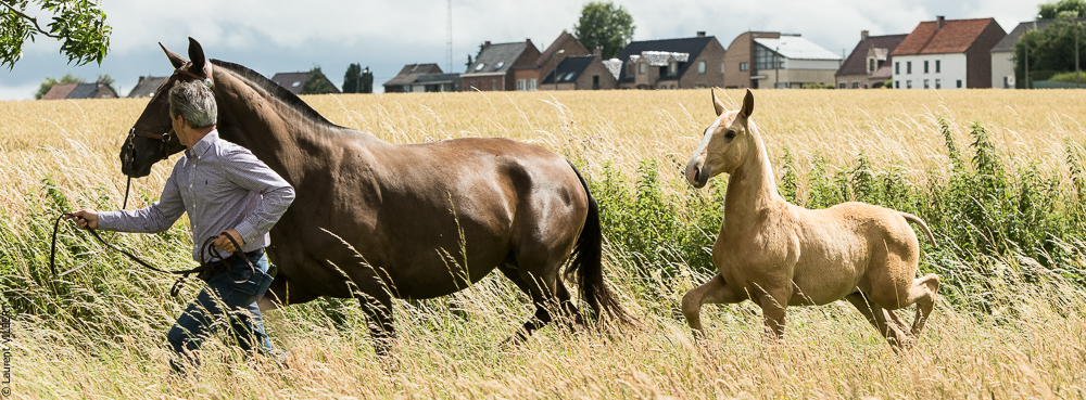 do Luar 20200705-0269
