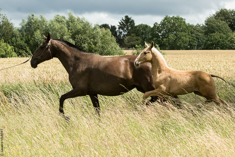 do Luar 20200705-0276