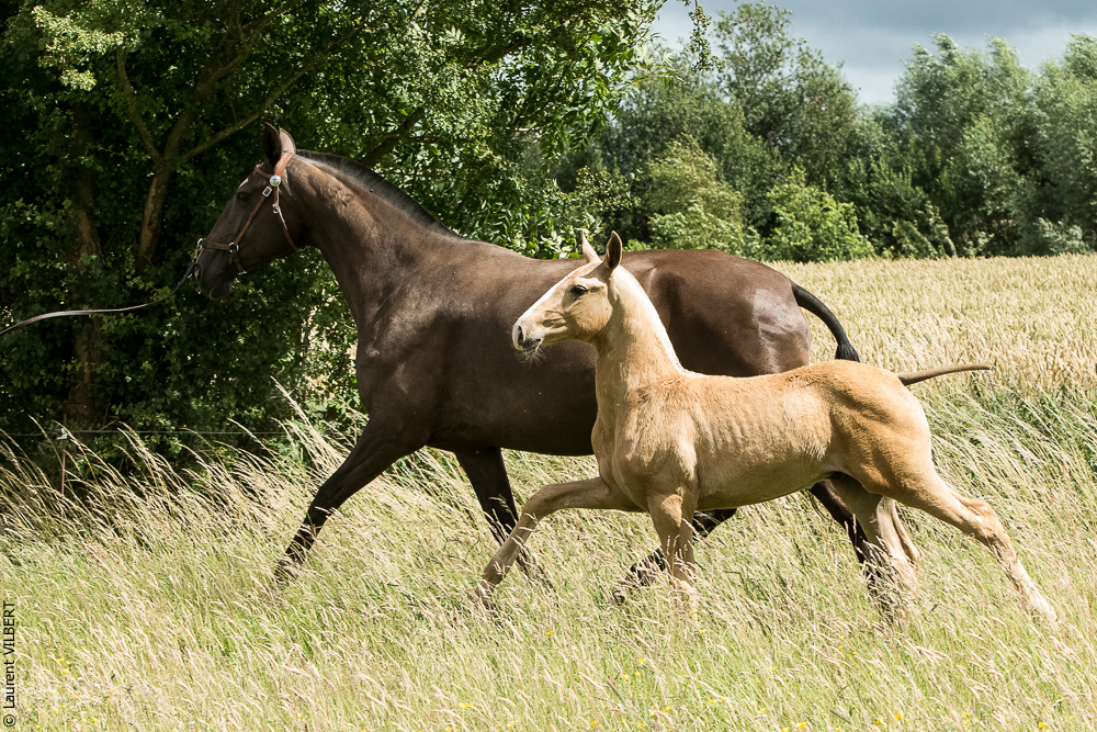 do Luar 20200705-0277