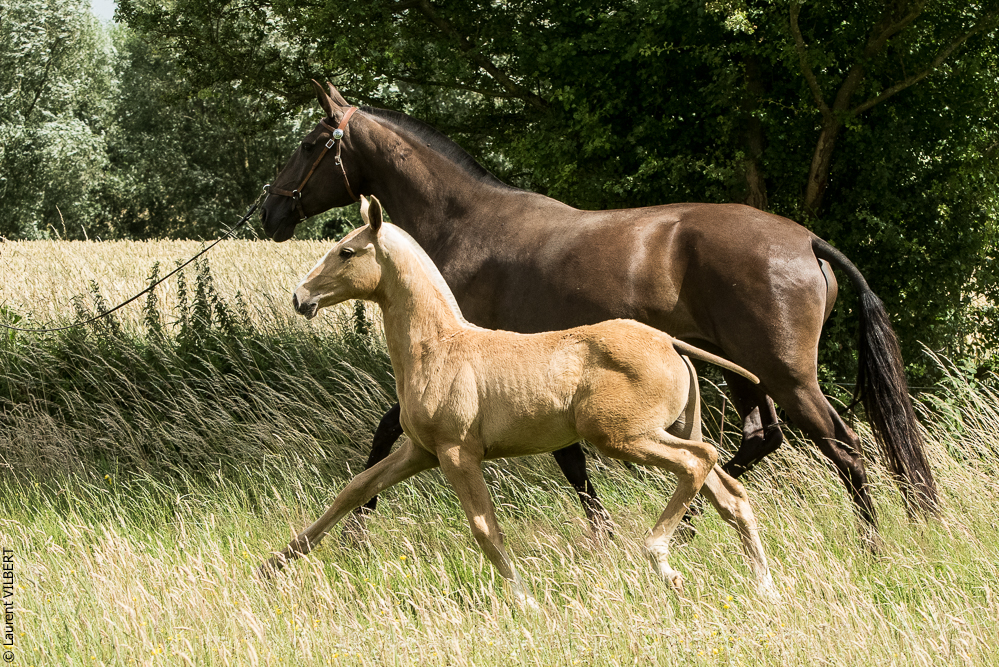 do Luar 20200705-0279