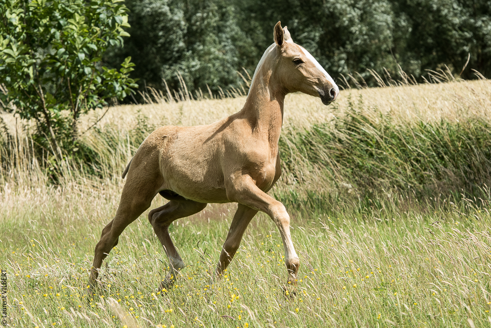 do Luar 20200705-0283