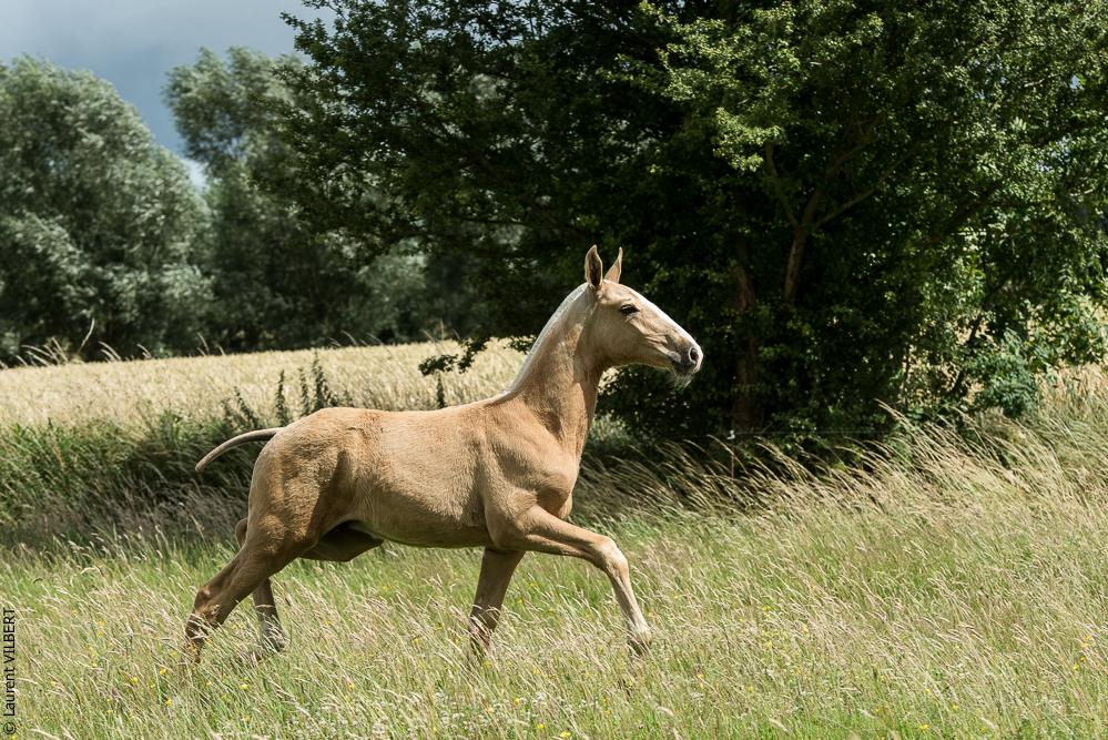 do Luar 20200705-0284
