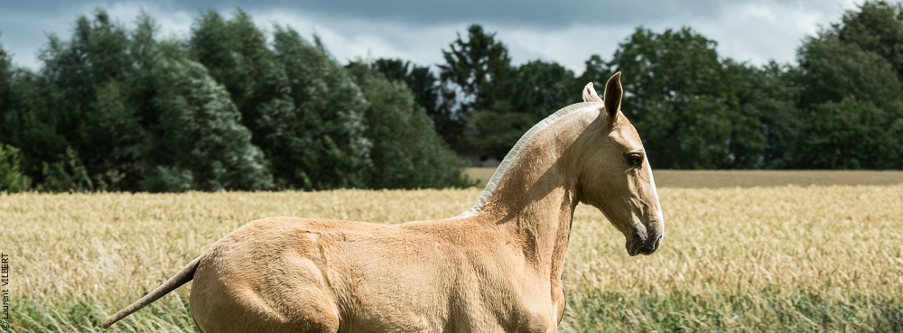 do Luar 20200705-0285