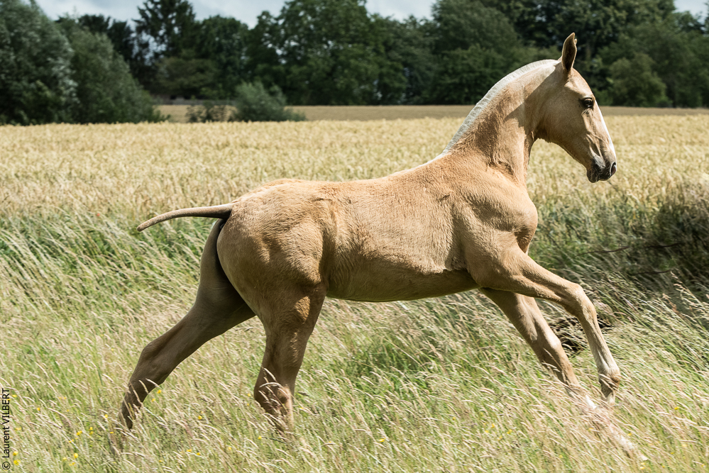 do Luar 20200705-0286