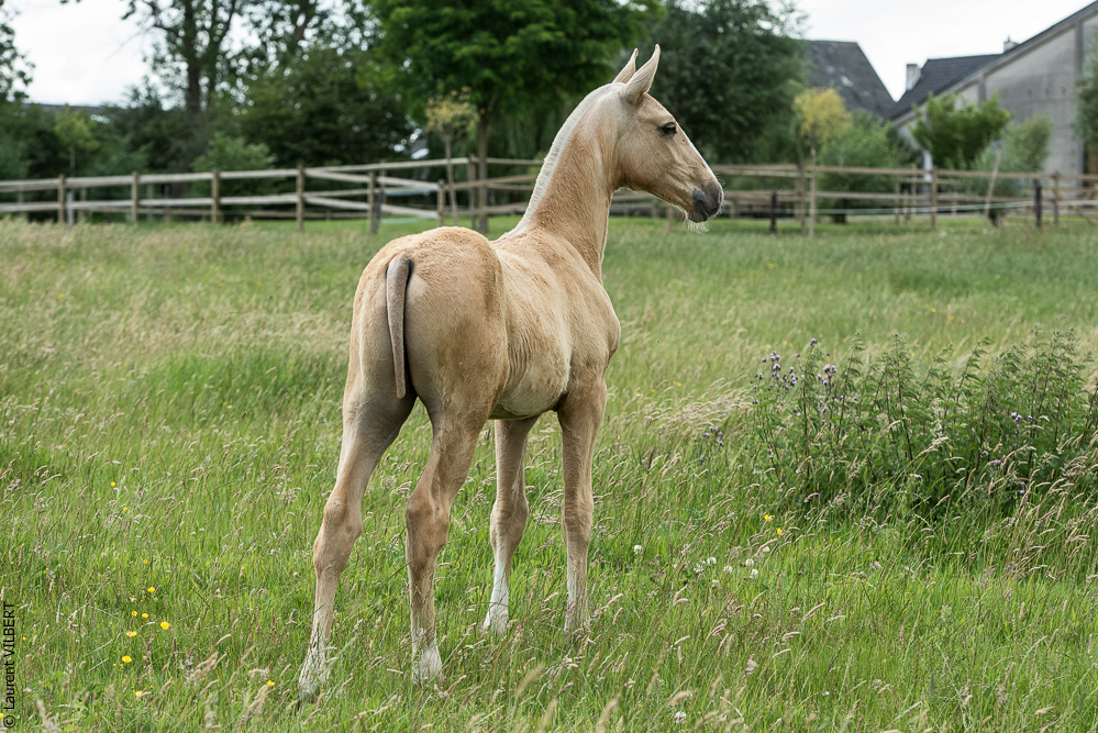 do Luar 20200705-0287