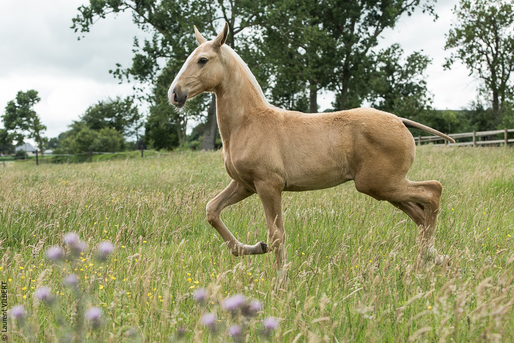 do Luar 20200705-0289