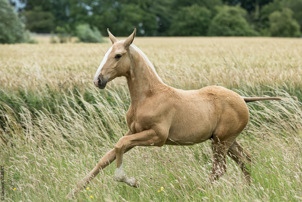 do Luar 20200705-0293