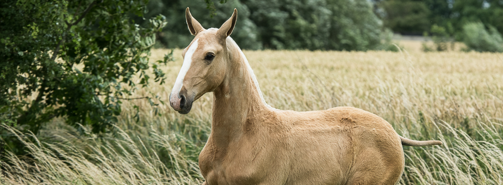do Luar 20200705-0294