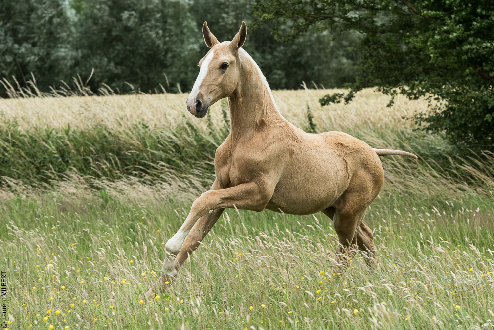 do Luar 20200705-0296