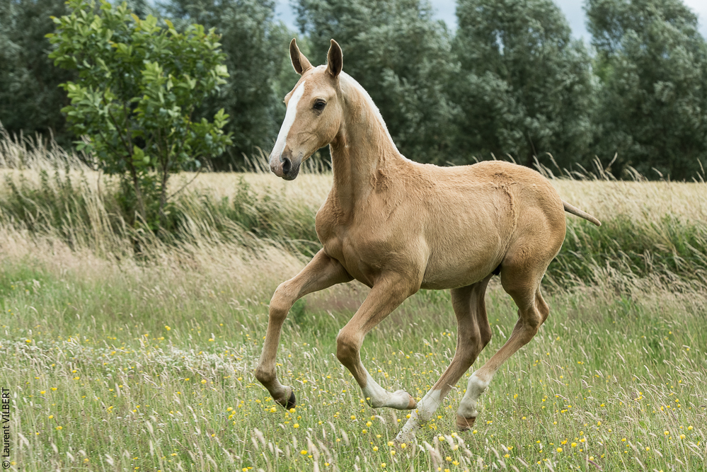 do Luar 20200705-0297