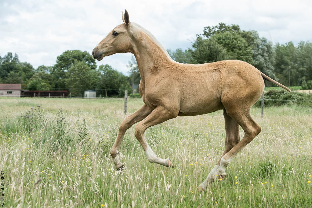 do Luar 20200705-0301