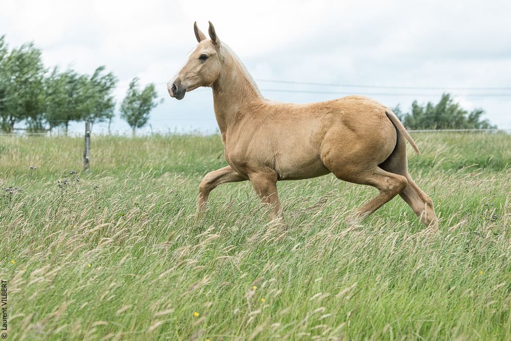 do Luar 20200705-0311
