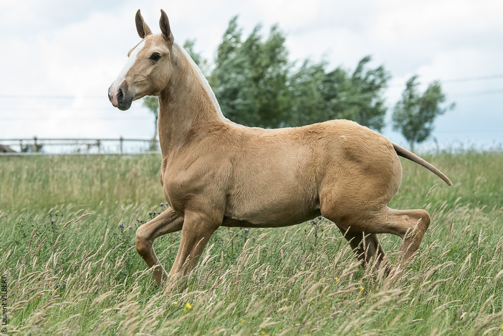 do Luar 20200705-0313