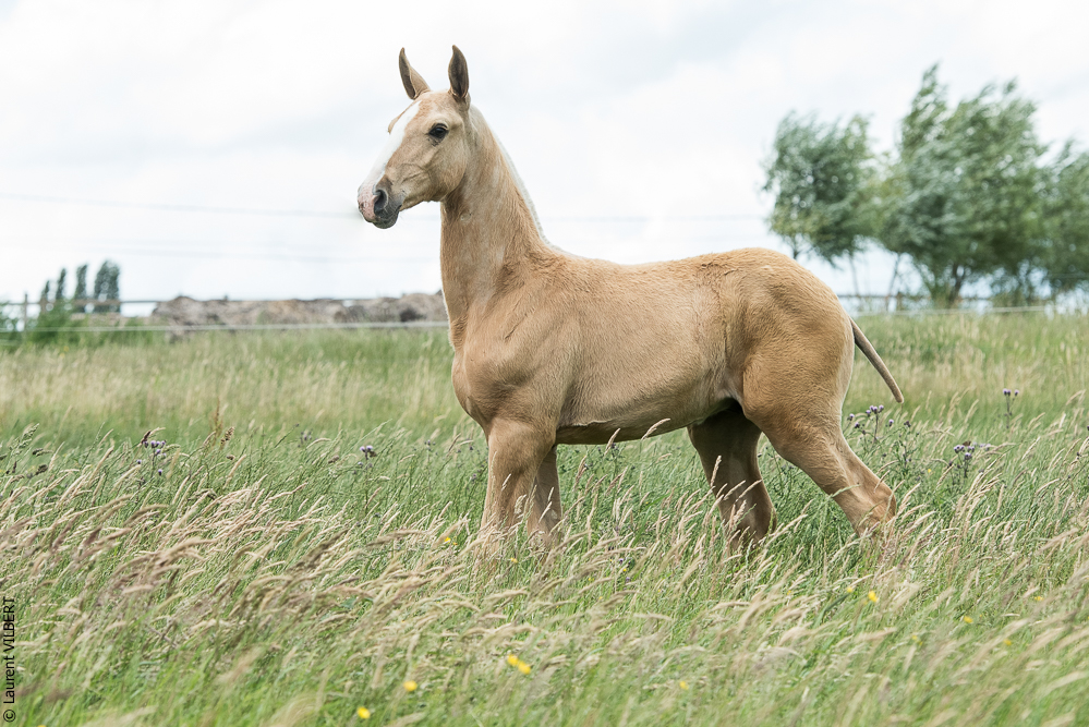 do Luar 20200705-0315