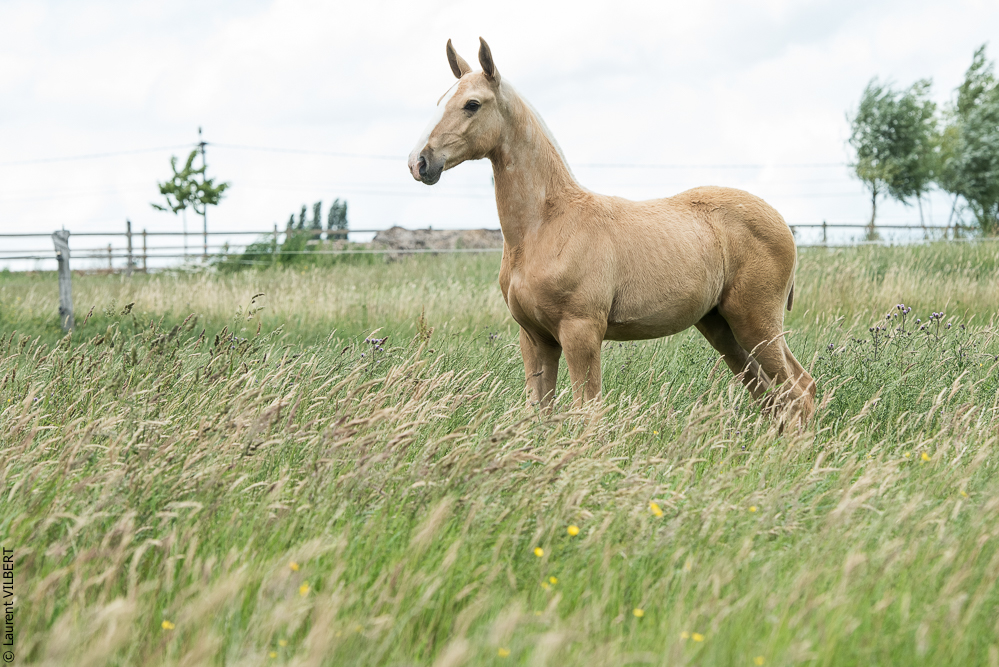 do Luar 20200705-0316