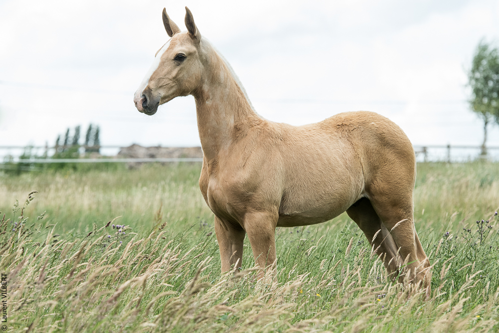 do Luar 20200705-0317