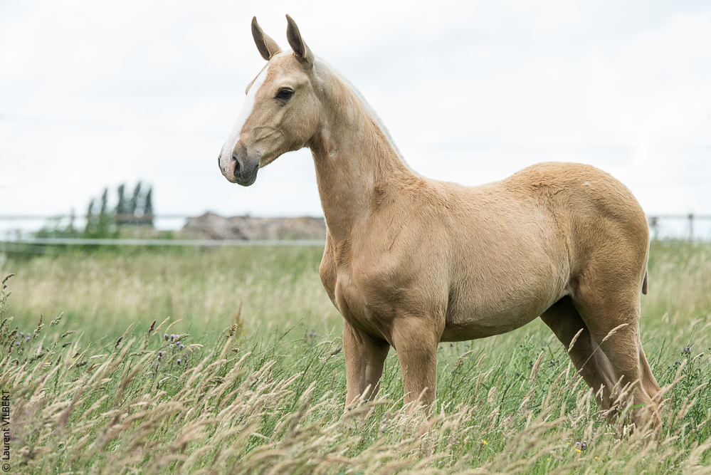 do Luar 20200705-0318