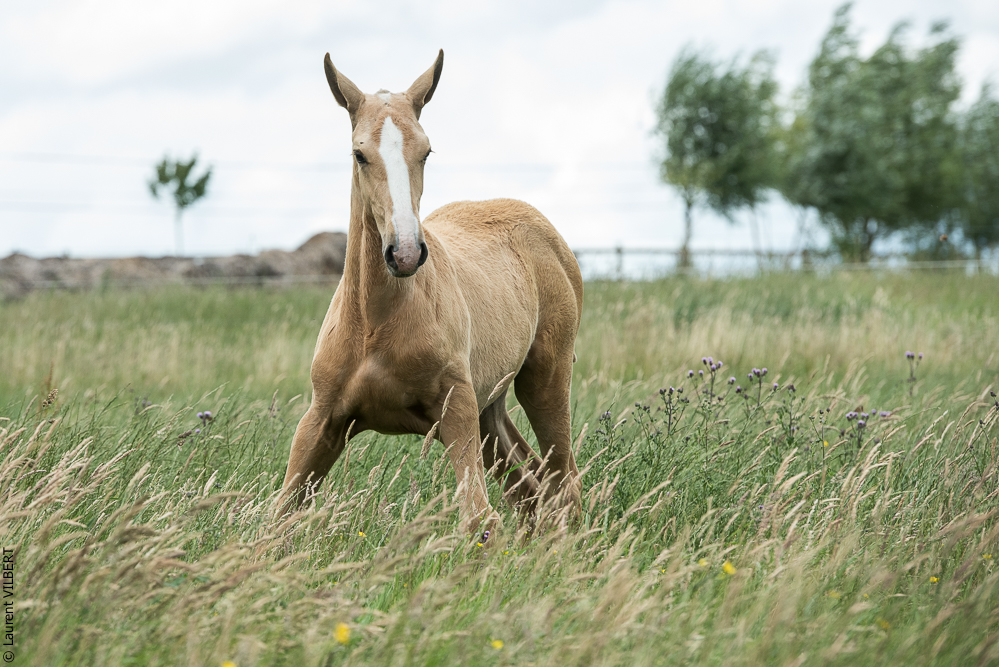 do Luar 20200705-0320