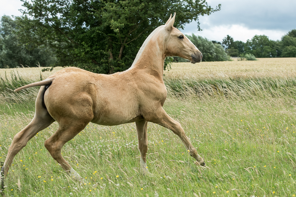 do Luar 20200705-0322